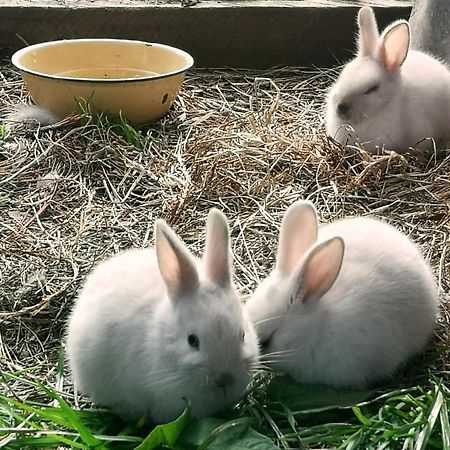 나이스나 Fernhill Guest Farm 빌라 외부 사진