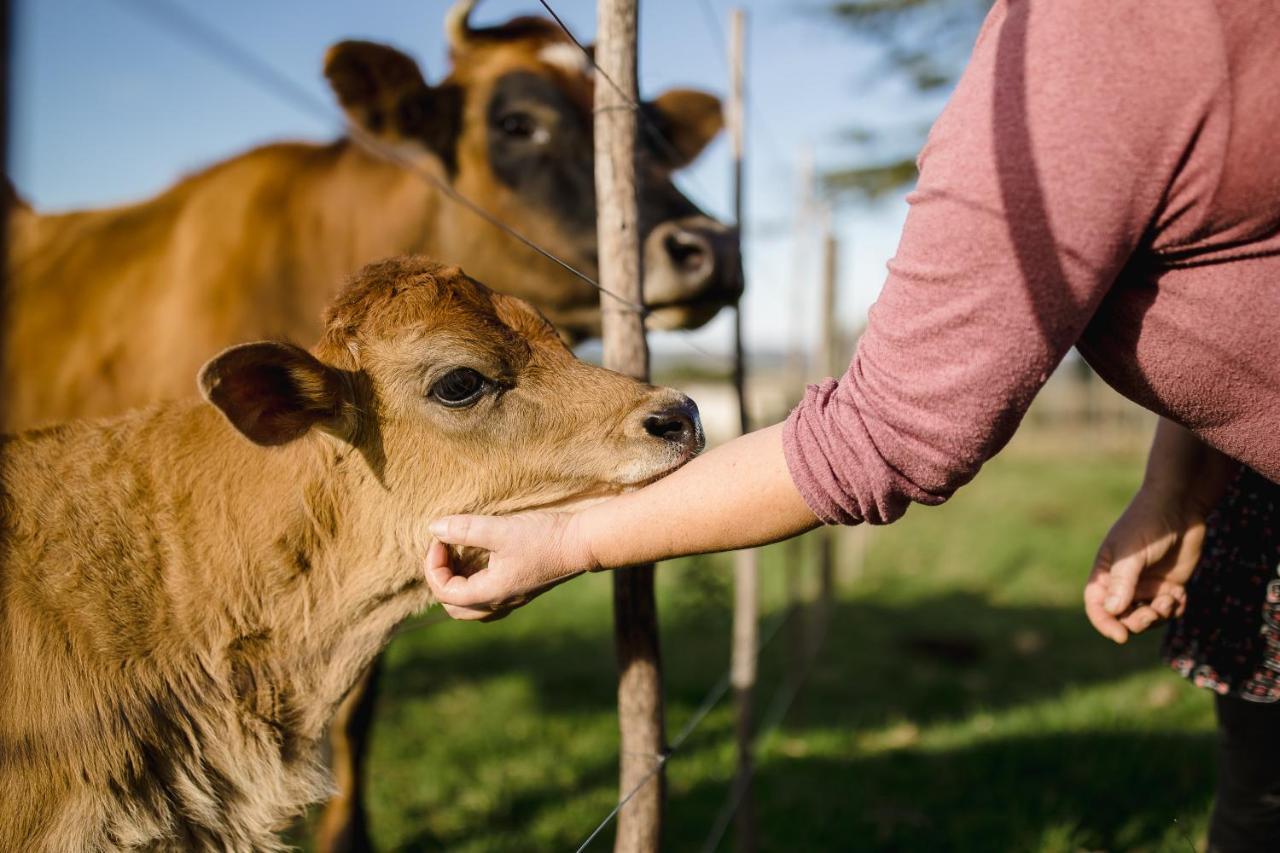나이스나 Fernhill Guest Farm 빌라 외부 사진