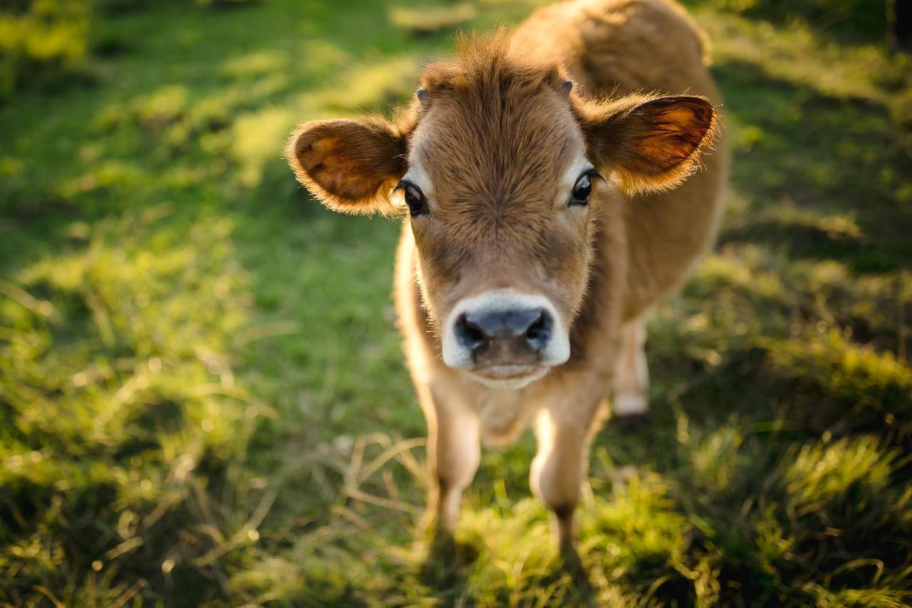 나이스나 Fernhill Guest Farm 빌라 외부 사진