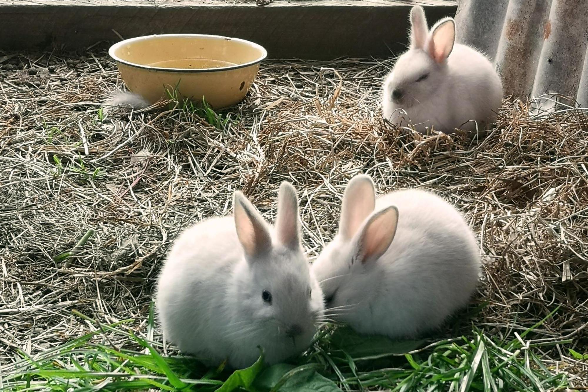 나이스나 Fernhill Guest Farm 빌라 외부 사진